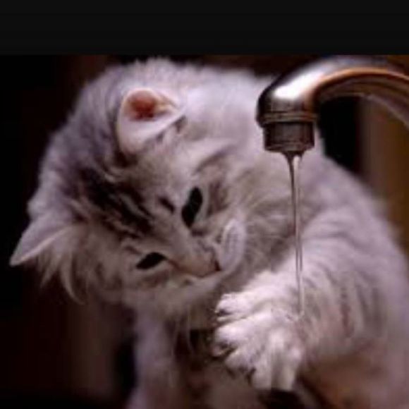 Meet your Posher, Amy - Picture 1 of 1